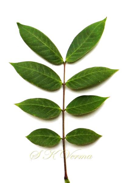  Leaf (Adaxial view)